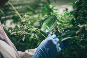 The leaves and flowers of the cannabis, hemp weed in laboratory